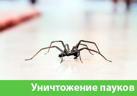 Избавиться от пауков в городе Тверь