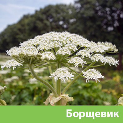 Борщевик в Твери