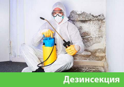 Дезинсекция в городе Тверь
