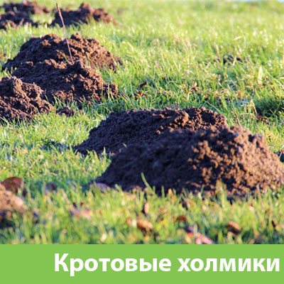Кроты на участке в Твери