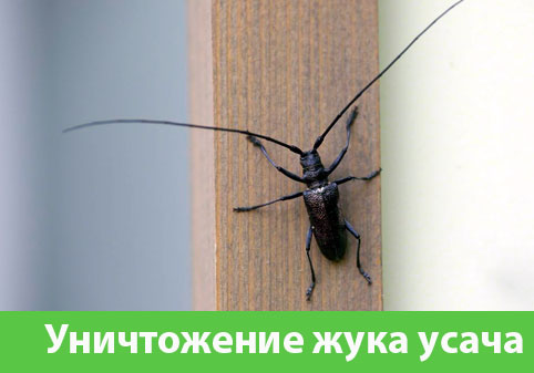 Обработка от жука усача в городе Тверь