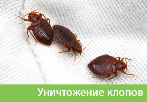 Уничтожение клопов в городе Тверь