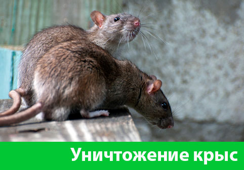 Уничтожение крыс в городе Тверь