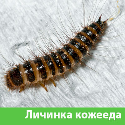 Личинка Кожееда в Твери
