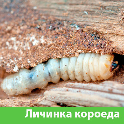 Уничтожение личинок короеда в Твери