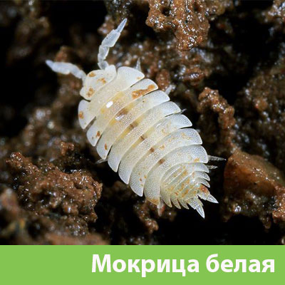 Мокрица в Твери фото