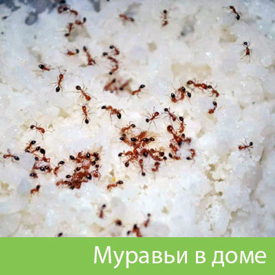 Муравьи в доме в Твери
