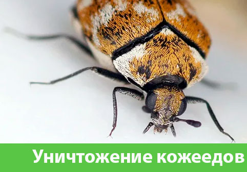 Обработка от кожееда в городе Тверь 