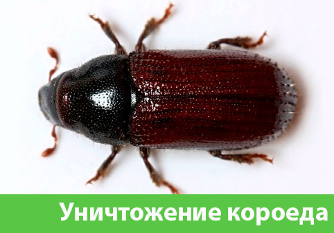 Обработка от древоточца в городе Тверь