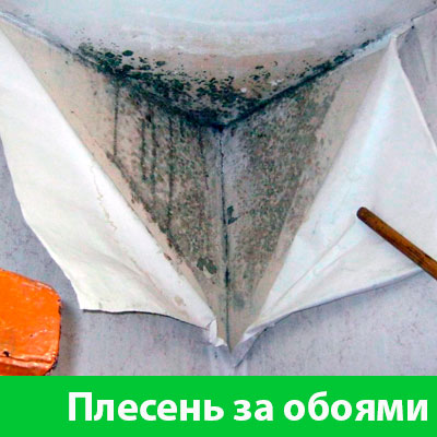 Удаление плесени в Твери