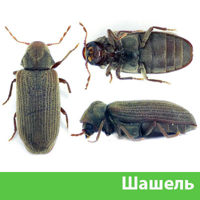 Обработка от шашеля в городе Тверь