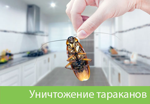 Уничтожение тараканов в городе Тверь