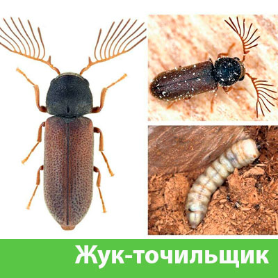Уничтожение точильщика и личинок в Твери