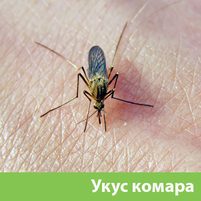 Укусы комаров в Твери