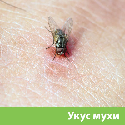 Уничтожение мух в Твери
