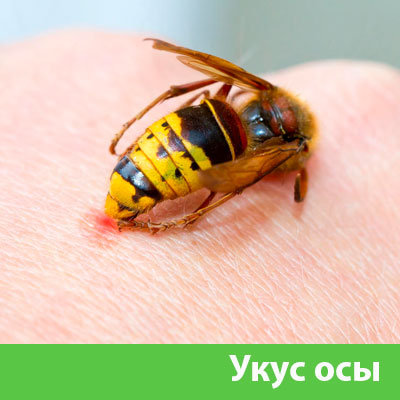 Профессиональное уничтожение ос и шершней в Твери