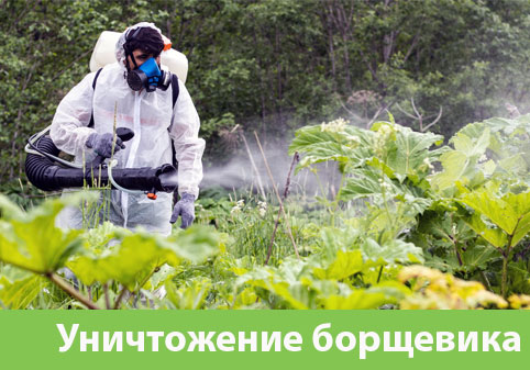 Уничтожение Борщевика в городе Тверь