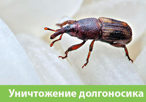 Уничтожение долгоносиков в городе Тверь