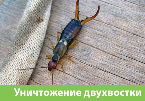 Уничтожение двухвостки в городе Тверь