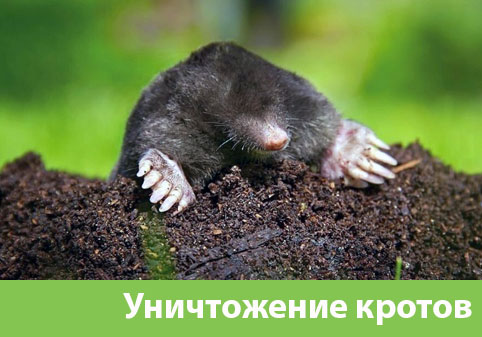 Уничтожение кротов в городе Тверь