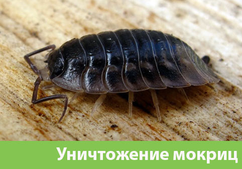 Мокрицы в квартире в городе Тверь