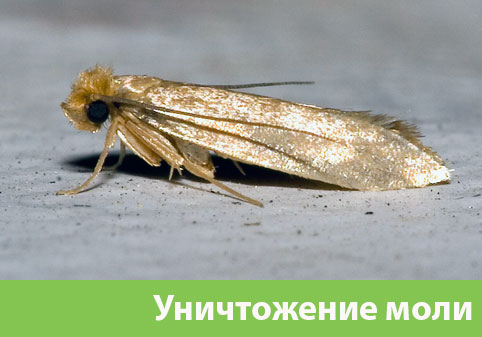 Уничтожение моли в городе Тверь 