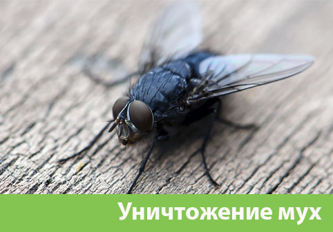 Уничтожение мух в городе Тверь