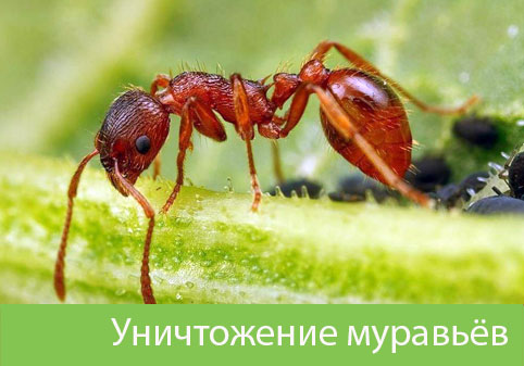 Уничтожение муравьёв в городе Тверь