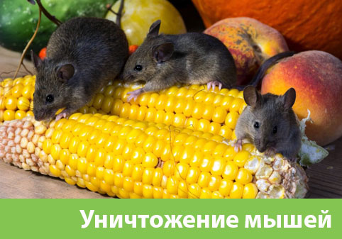 Уничтожение мышей в Твери