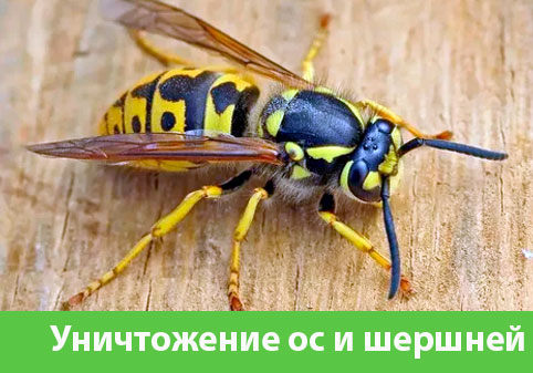 Уничтожение ос и шершней в городе Тверь