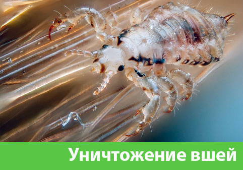 Уничтожение вшей в городе Тверь